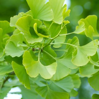 Ginkgo biloba