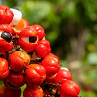Guaraná